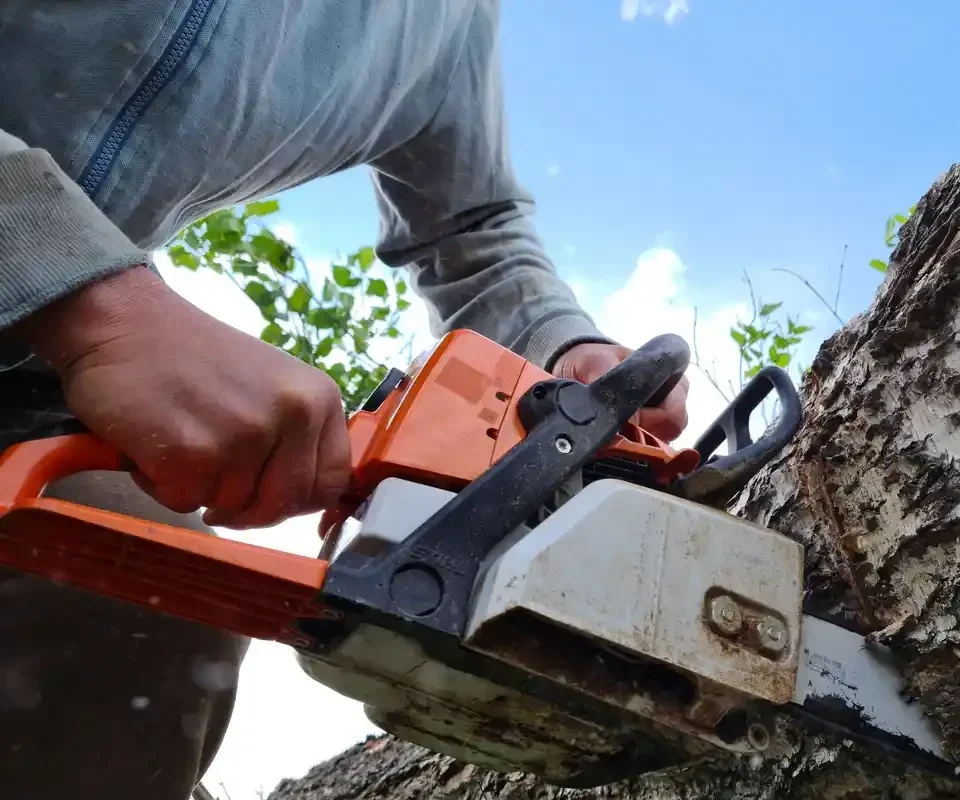 Tree Removal in New York