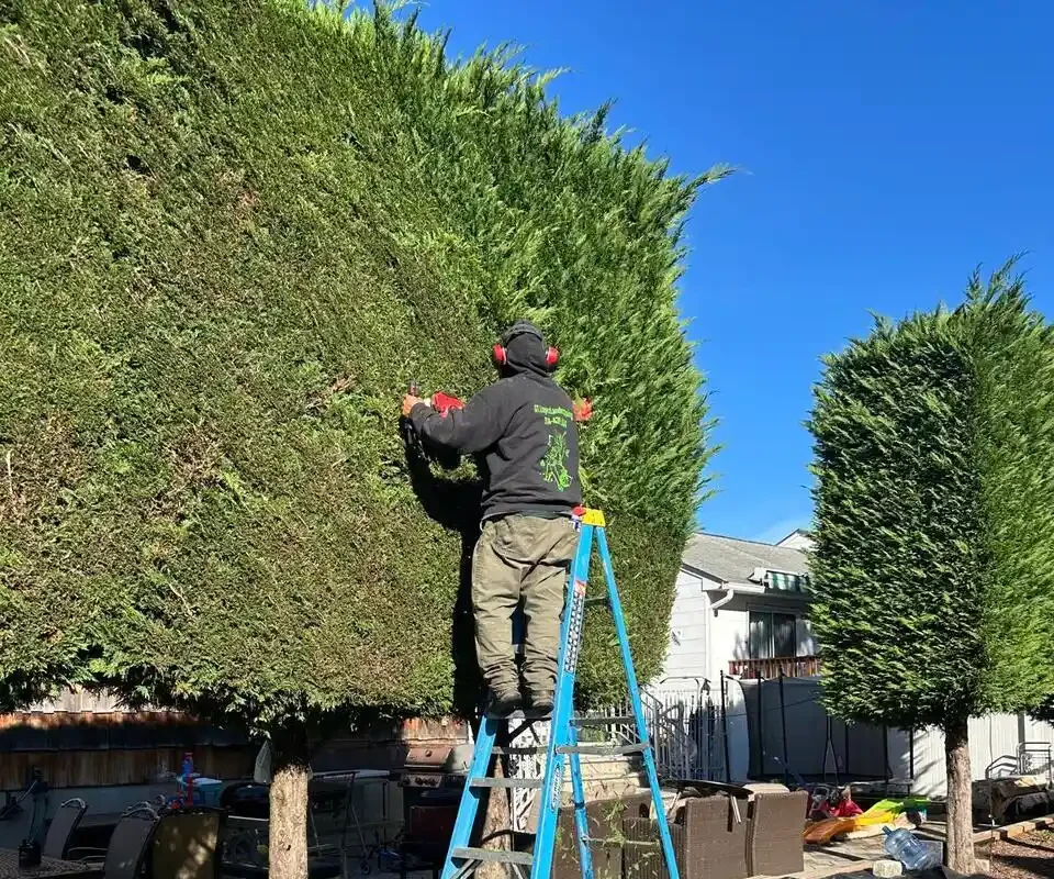 Shrub and Hedge Trimming