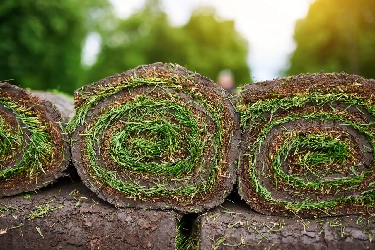SOD VS. LAWN SEEDING