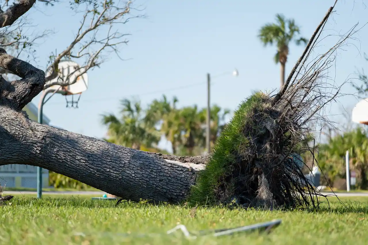 WHEN TO REMOVE A TREE